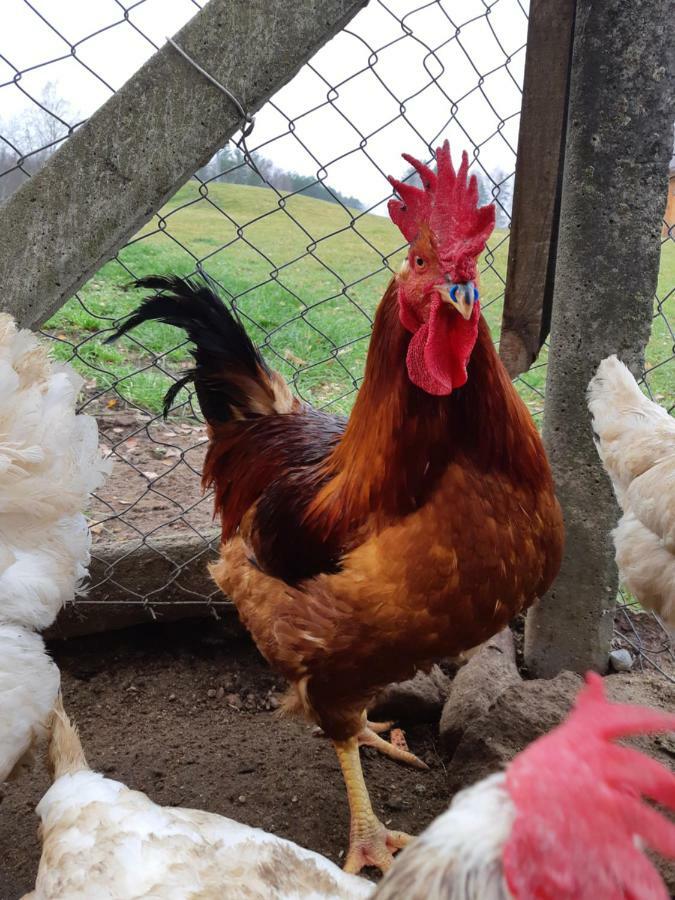Sodyba Vieversyne Duokiskis Esterno foto